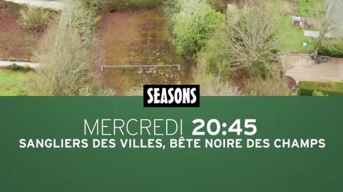 SANGLIERS DES VILLES, BETE NOIRE DES CHAMPS : Bande annonce